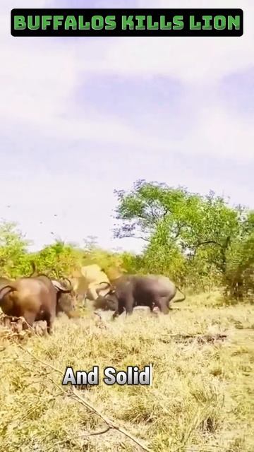 vlSHB23Kp2Q - Savannah Rivalry： Buffalo Kills Lion in Epic Battle #shorts #animals #viral #vizard #l