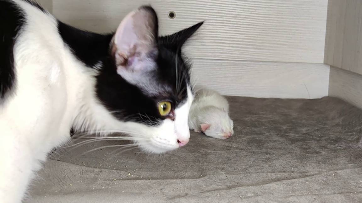 Первая встреча большого брата с маленьким котенком. Пятый день новорожденного котенка.