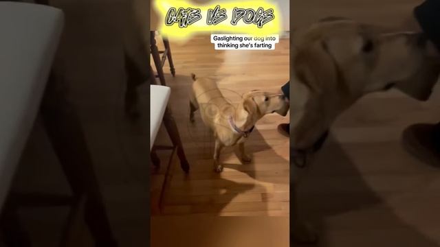 d7gv7lJg8LM - Funny Pets. Surprised dog #funny #dog #funnydog #foryou #fyp #funnyshorts #cat #funny