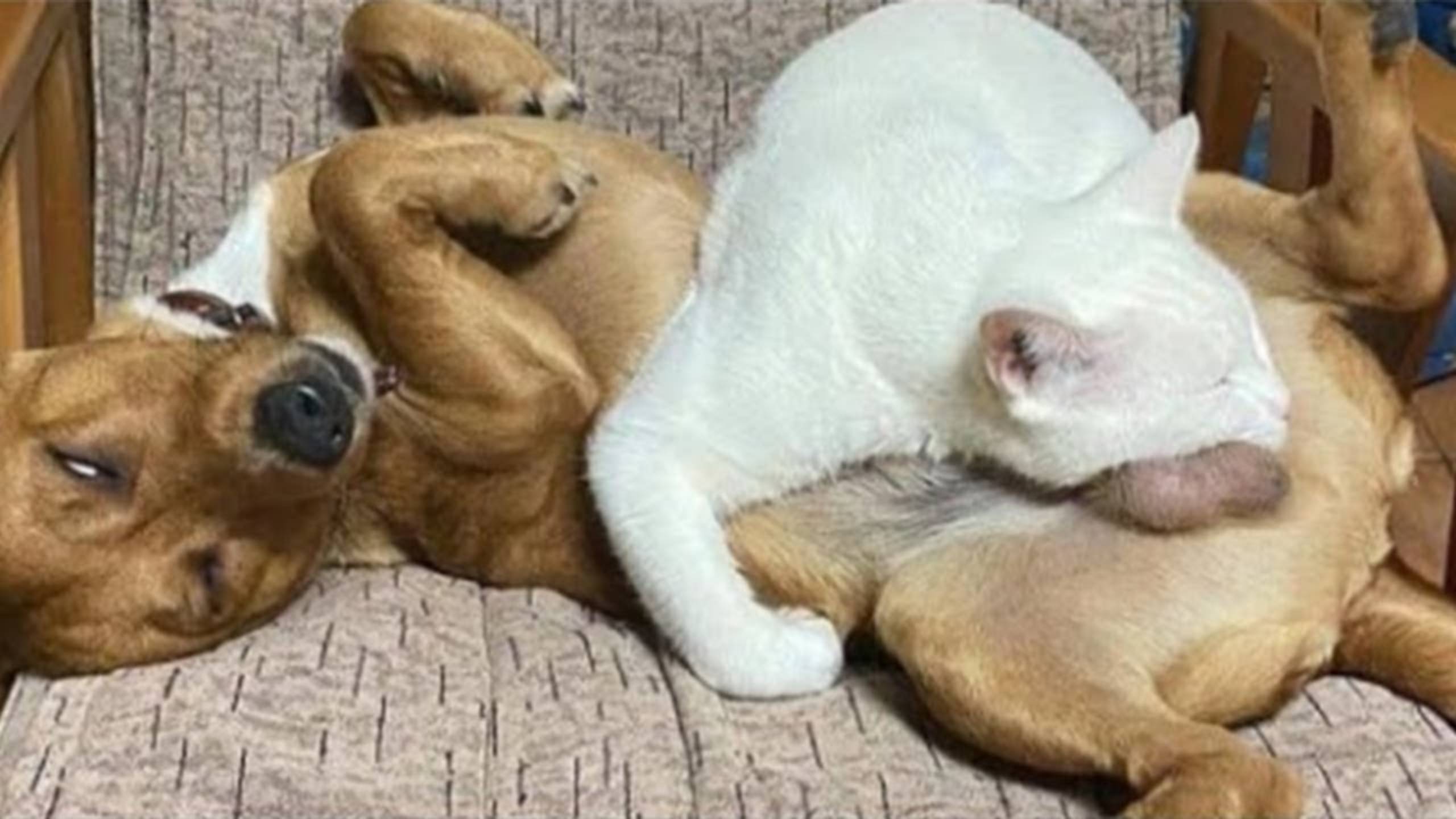 СМЕШНЫЕ КОТЫ 2025 ЛУЧШИЕ ПРИКОЛЫ С КОТАМИ, КОШКИ, КОТИКИ, СОБАЧКИ, СМЕШНОЕ ВИДЕО