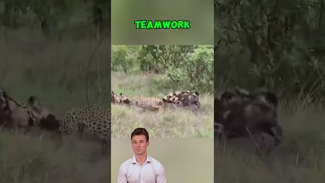 zCiZX2x1Aww - Leopard Ambush Gone Wrong： When Teamwork Beats a Predator #shorts #animals #wildlife