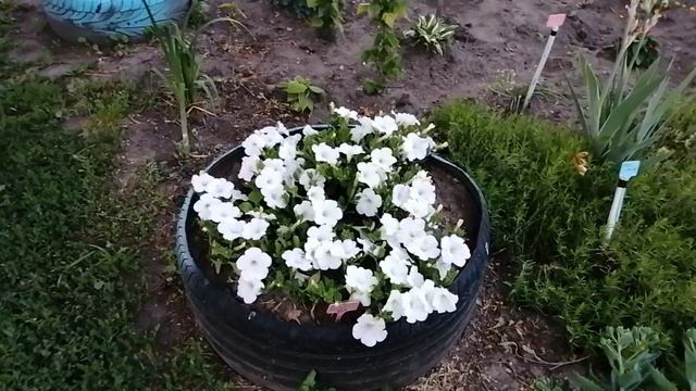 Ампельные петунии которые не требуют обрезки для ветвления