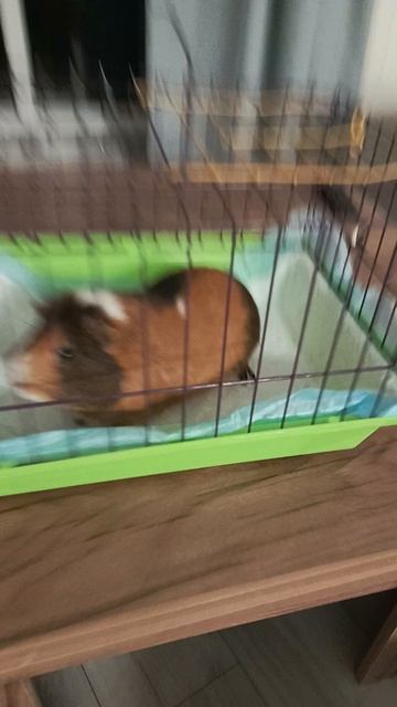 я. снимаю. жывотных