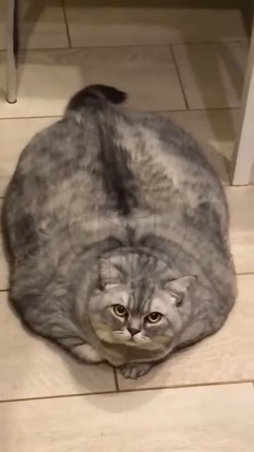 aMAizRtxwPw - Funny pets. Cats and dogs🐕🦺😺😂🐕😺. #shorts #funny #fannydog #cat #pets #cute #ani