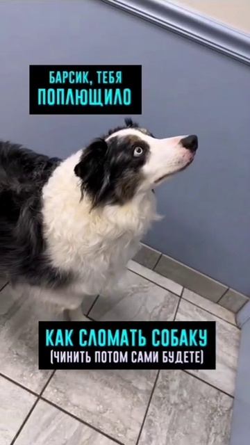 Как сломать собаку.