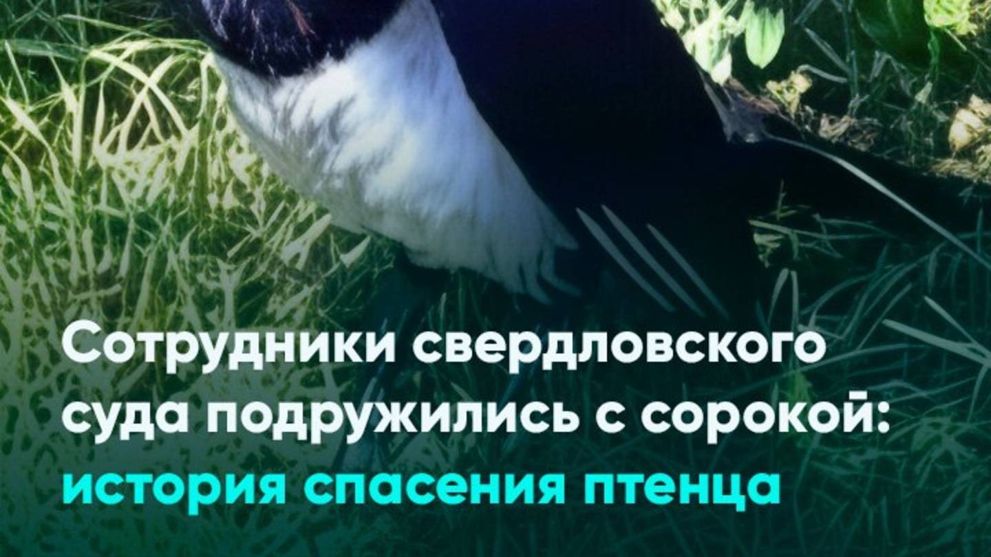 Сотрудники свердловского суда подружились с сорокой: история спасения птенца