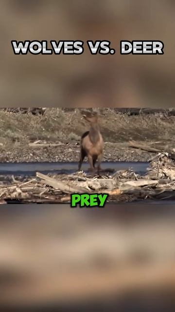 vMFz38pVz3Q - Wolves vs. Deer #shorts #nature #animals #viral
