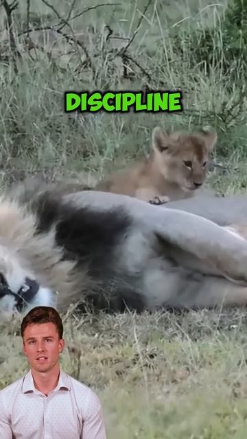vrU23YhxvmU - ＊＊＂Lion Cubs Turn Nap Time Into Chaos： A Mischievous Serengeti Tale＂＊＊ #shorts #animal