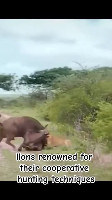 dDbHZr9LFrE - Safari Showdown： The Great Clash - Lions vs. Buffaloes in a Battle for Dominance! #sho