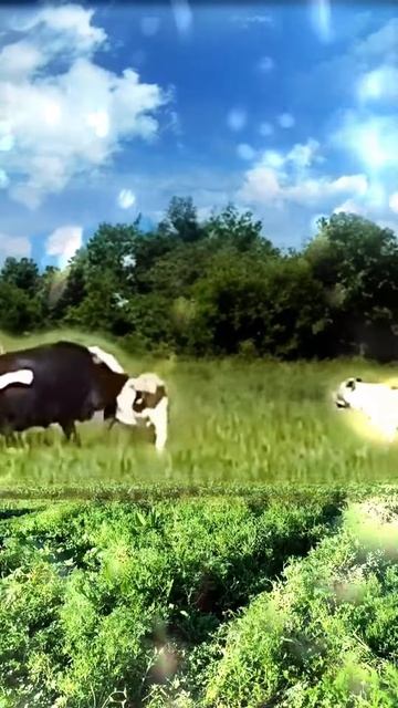 e2LIubDtE2s - The buffalo made the lions work with their courage｜｜ #shorts #facts #animal  #viral #l