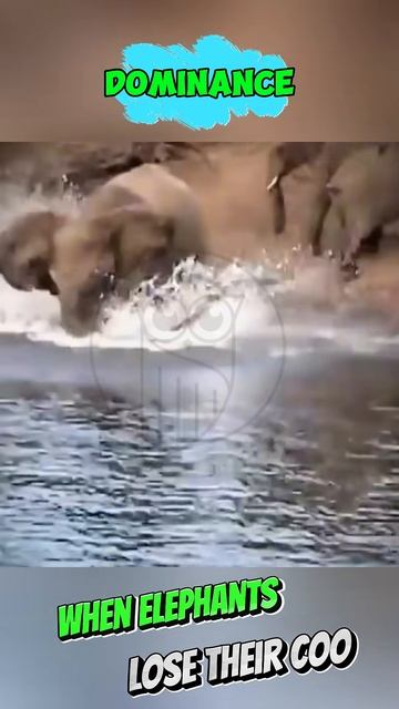 h7ukbPgFBKI - ＊＊＂When Elephants Lose Their Cool – Witness Nature's Ultimate Power Move!＂＊＊  #shorts