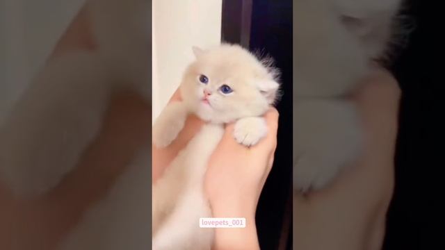 Попробуй поцелуй