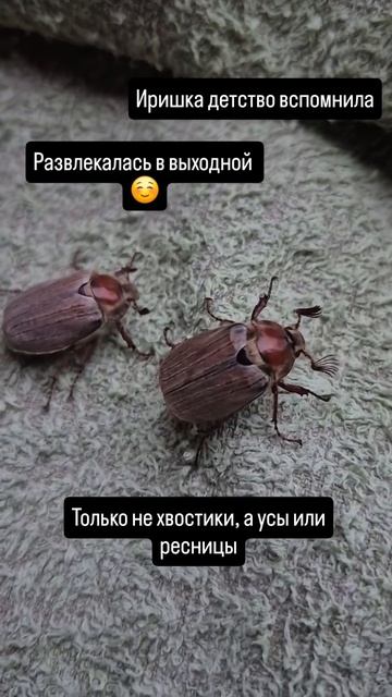 Майские жуки