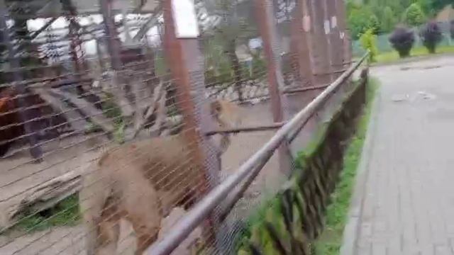 Вечерняя перекличка. Видео от опекуна Светланы