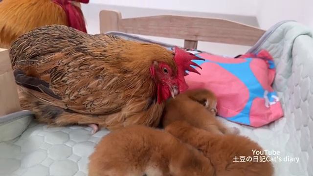 Курица и петух заботятся о котятах лучше, чем кошка-мать (2025 год)