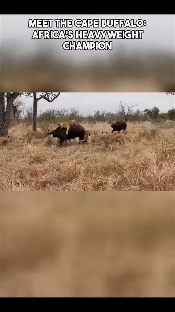 kHLOVdaqxfs - The Cape Buffalo： Africa's Heavyweight Champion #LION_VS_BUFFALOW #shorts #vizard