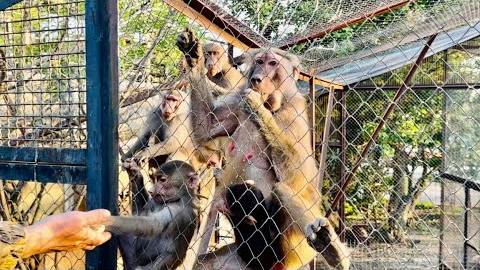 Мы с Фиником и Анфисой пришли к семье гамадрил и увидели БОЛЬШИЕ ЖИВОТЫ у самок!