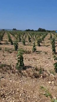 Драматический триллер с хэппи эндом) весь спектр эмоций в минутном видео.