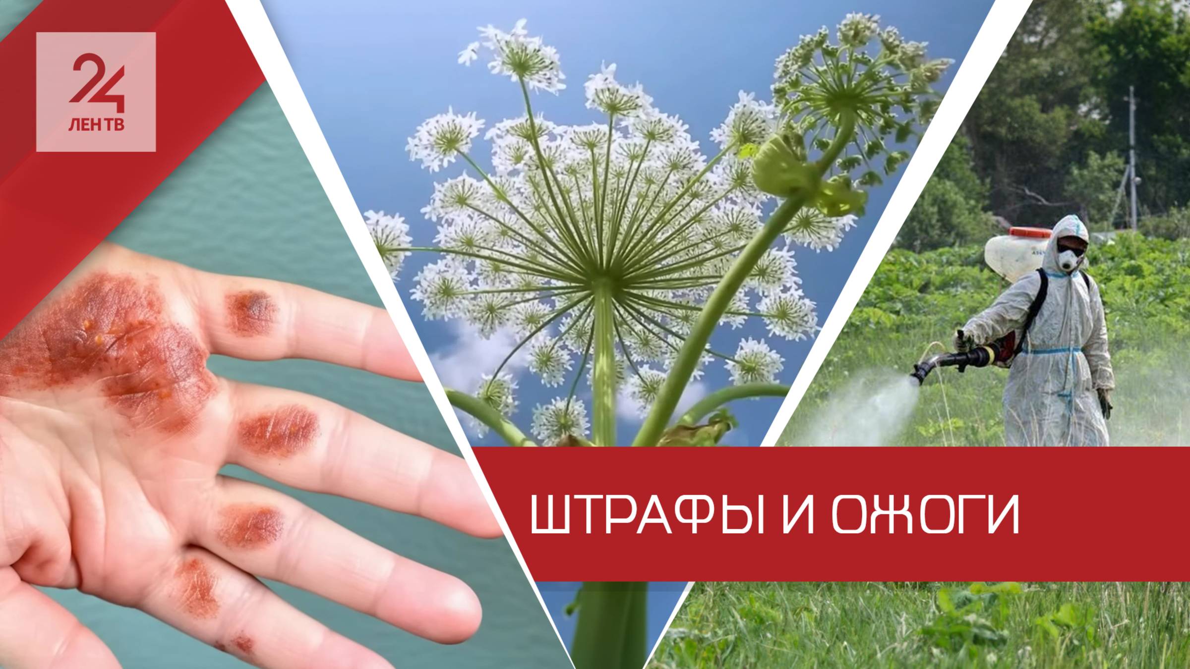 Борщевик Сосновского в Ленобласти: как не пострадать от сорняка