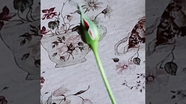 Роза🌹 Кардана готова расцвести. 🌸