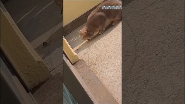 mBhfJRh7LBM - Funny Pets. Funny stories with cats.... #shorts #pets #funny #fannydog #animals #cat