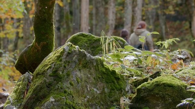 Саунд создаёт ощущение полёта без границ - Lay In The Long Grass With Me -- Hope and Social -- Yorks