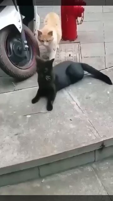 Внезапно пришла жена😜