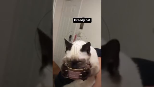 pOIRJAXeVks - ＊＊＂I'm just someone who worked hard today to eat... 😿＂＊＊#shorts #cat #fannyvideo  #an
