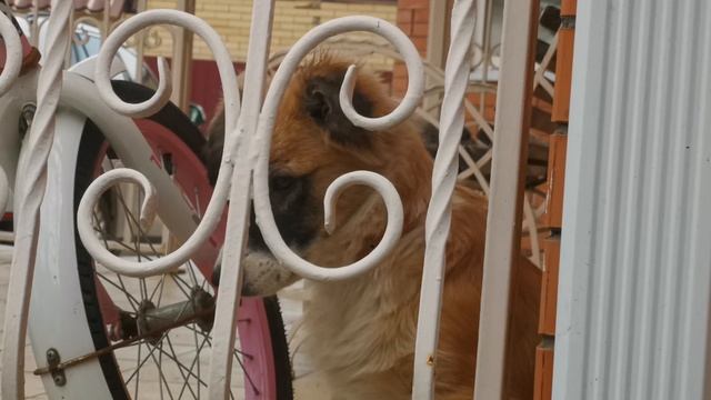 Кутёнок пёс устал