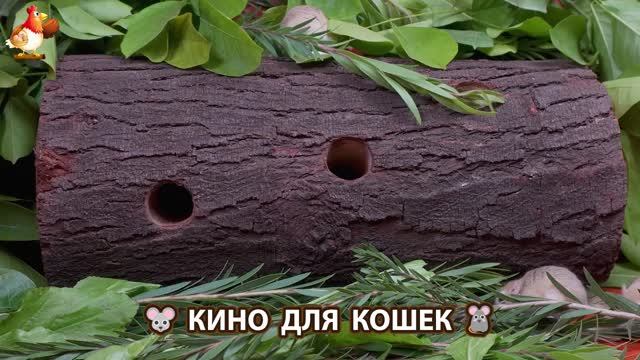 Видео для кошек про крысок развлекать питомцев 🐭🐀😂 (157)