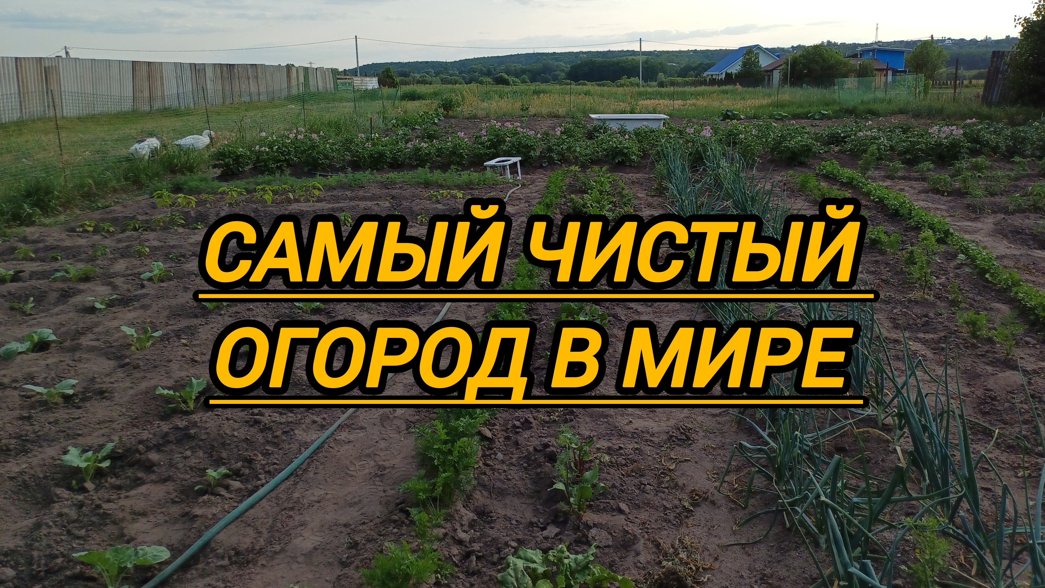 ПРОПОЛКА ЗАРОСШЕГО ОГОРОДА