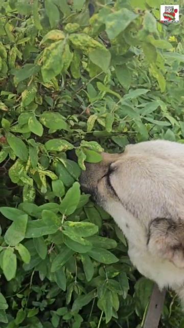 Баксик напал на ягоды 🌞🫐🐶
