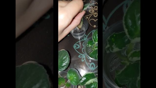 10 дней назад убрала у фиалок пасынки🙈уже первые коре?