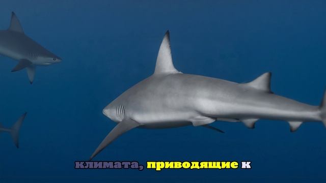 Крупнейшая белая акула в Атлантике направляется к популярному месту отдыха в США