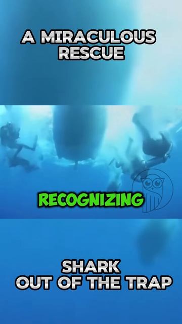 fPXIG8SRjQw - A miraculous rescue shark out of the trap #shorts  #nature #animals #shark