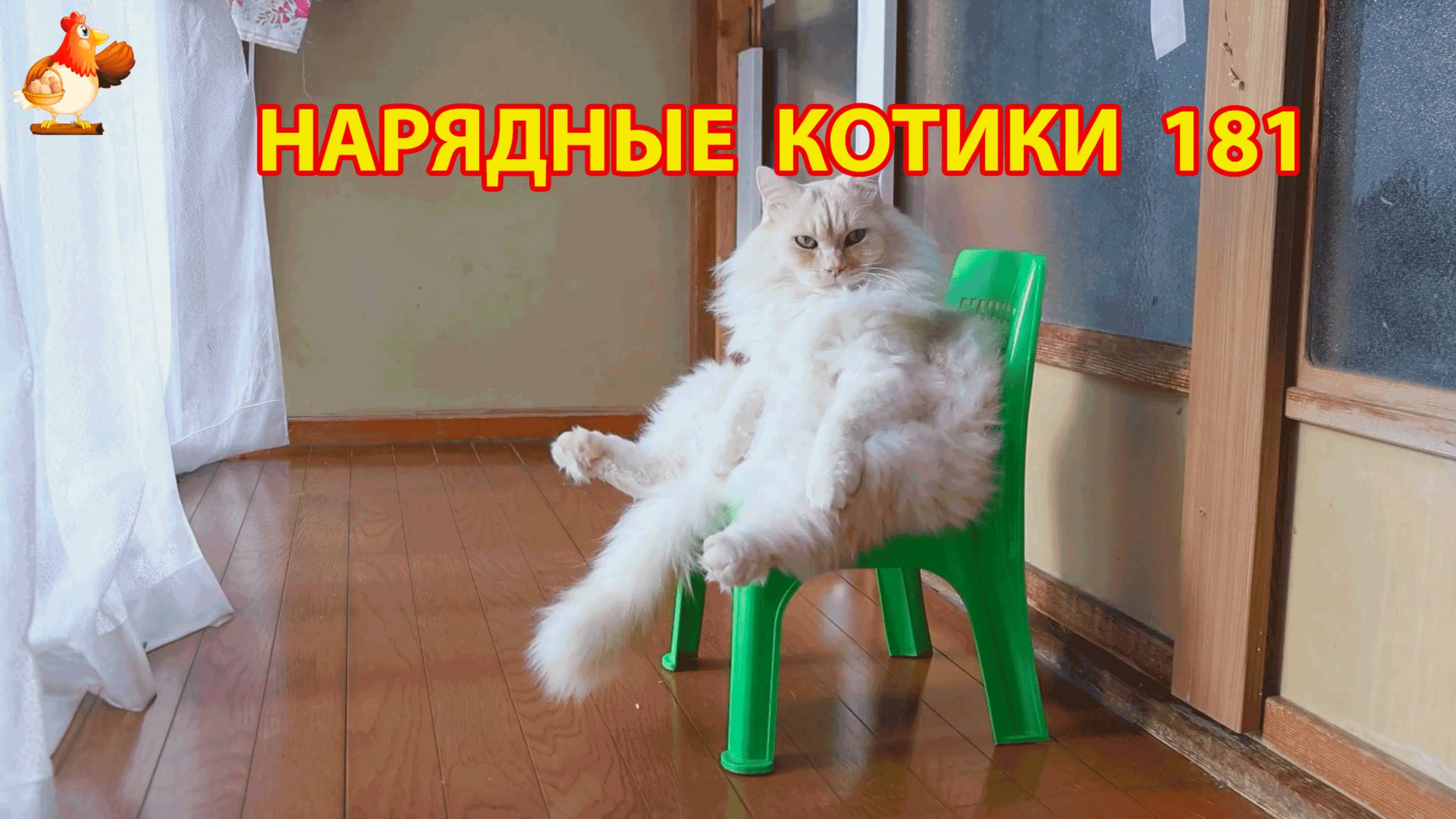 Нарядные Котики расслабляются на солнышке 🌞 🐈🐈🐈 (181)