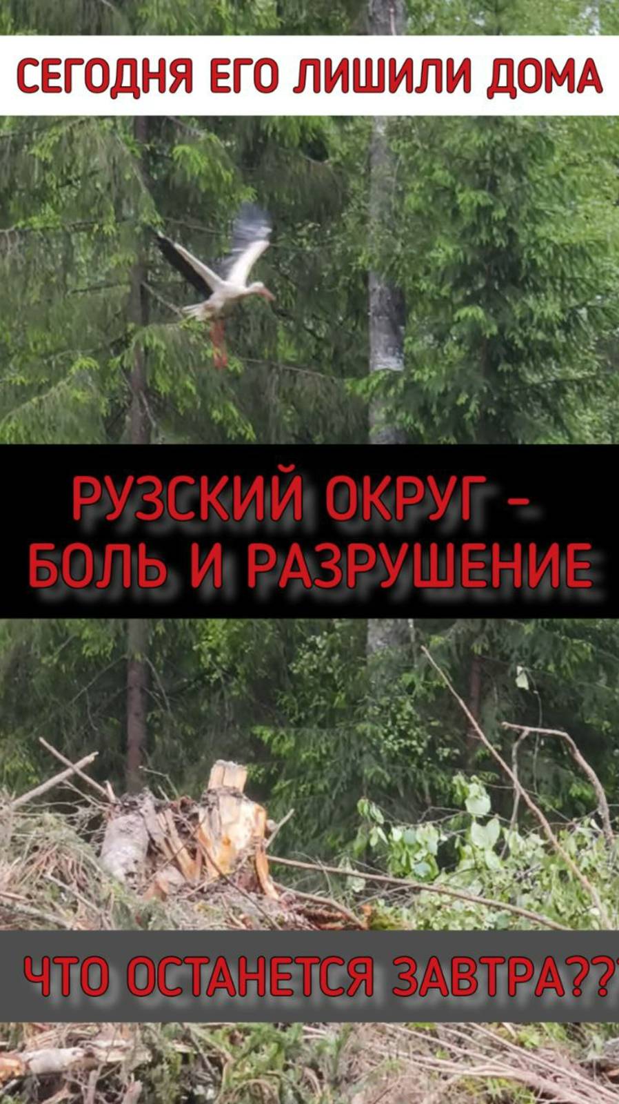 Краснокнижный аист ищет свой дом на незаконной вырубке в Рузском округе