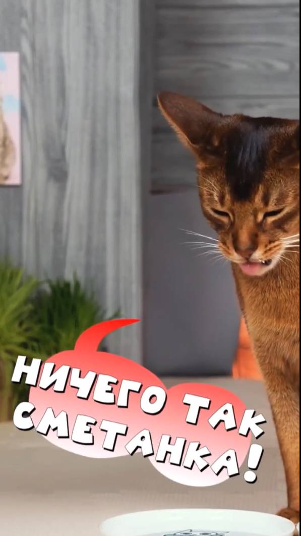 ТОП кошачьих удовольствий😻