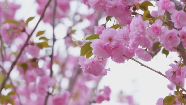 Нежная музыка, успокаивает нервную систему и радует душу 🌿 целебная музыка для сердца и сосудов #5