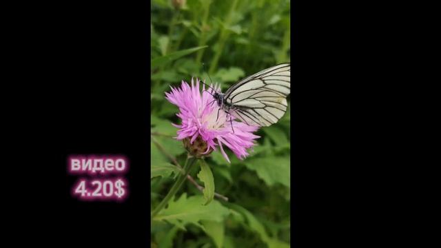 Реализация фото и нейро на фотостоках. (август 2024г)