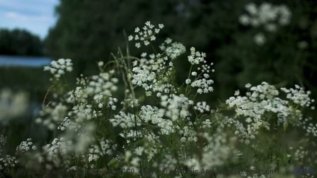 Поля и музыка заставляют забыть про реальность - PointsOfView. -- Ketsa -- As Above So Below