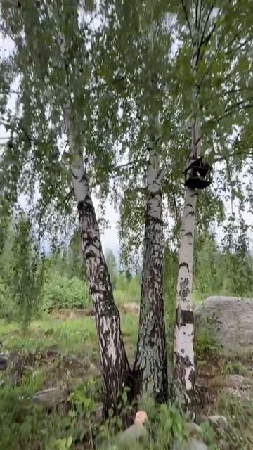 Жарим шашлык