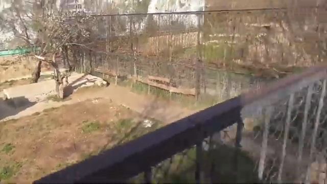В прайде Чука перекличка а у Аслана праздник живота Парк львов Тайган #тайган #Крым
