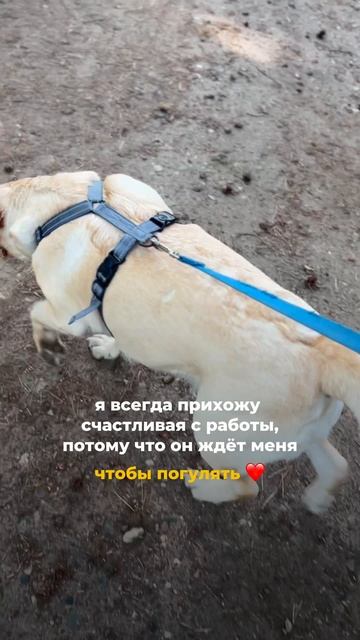 И все наши прогулки всегда спокойные