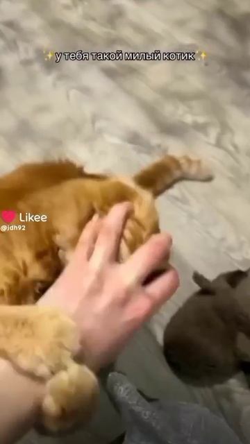 Котик