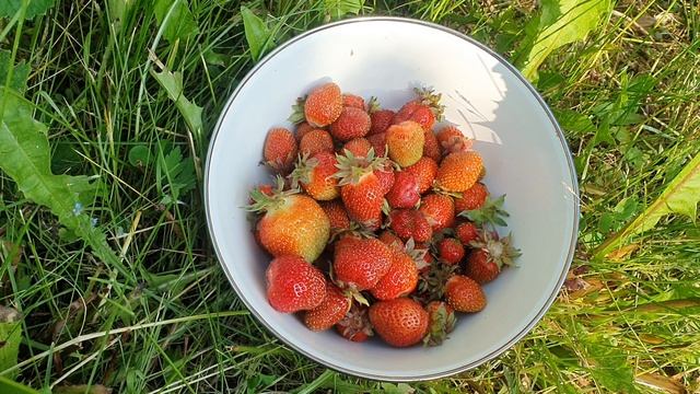 Земляника садовая