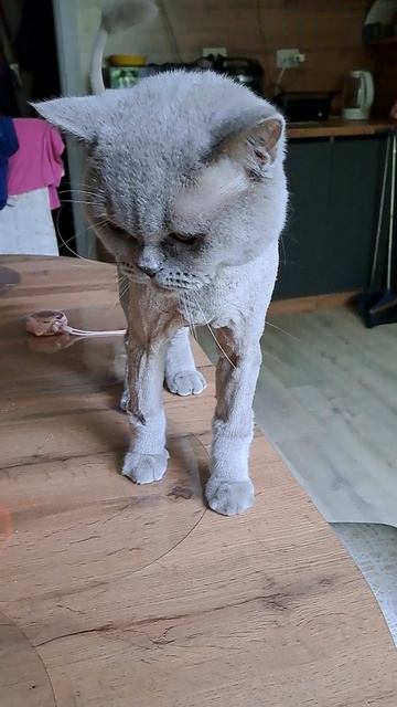 котик пришёл завтракать