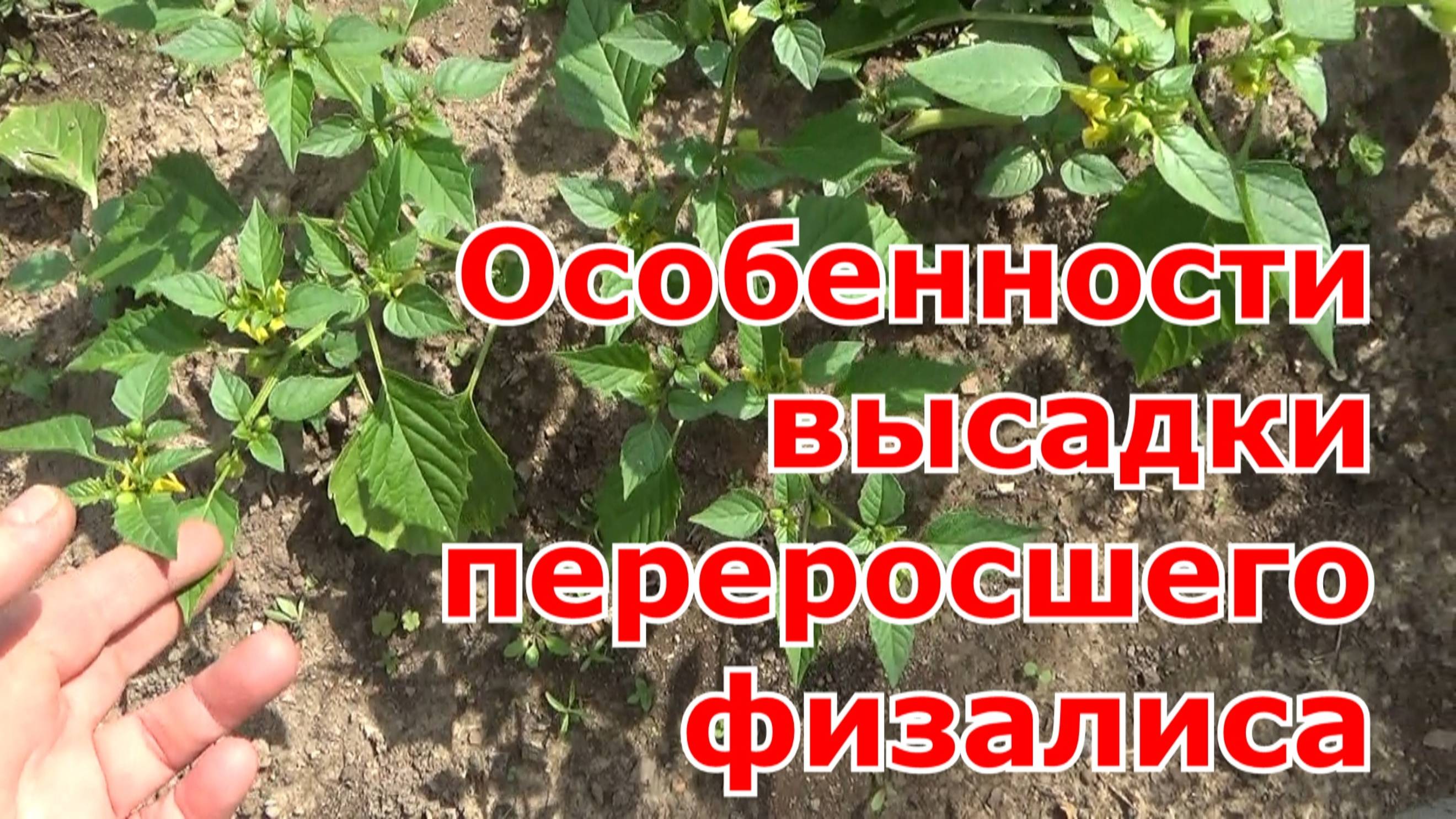 Высадка переросшей рассады физалиса. Что делать если рассада физалиса вытянулась.