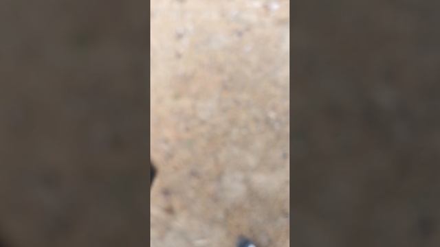 Видео из леса 2
