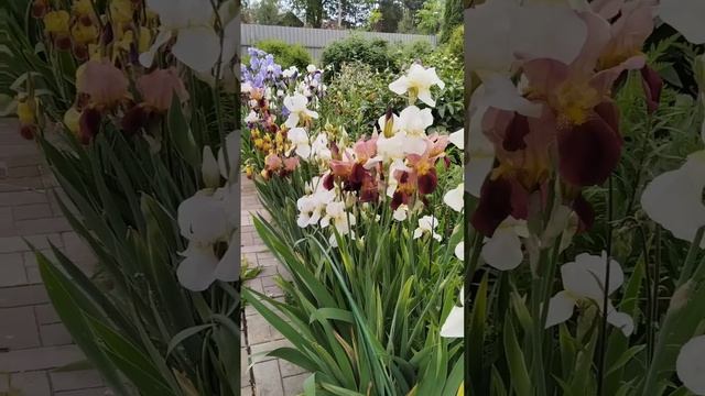 petal_20250607_154913.mp4